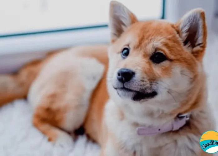 Dom wakacyjny Zeevibes *